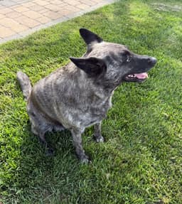 Zoey image 3