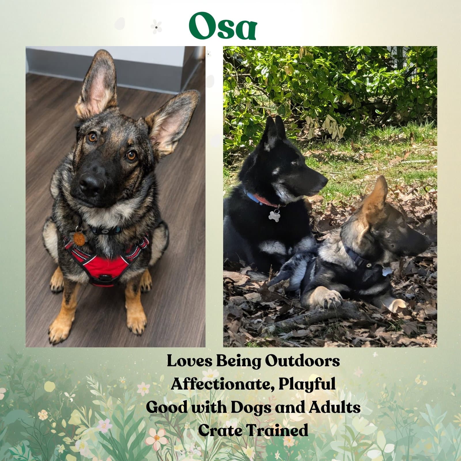 Osa - German Shepherd Dog