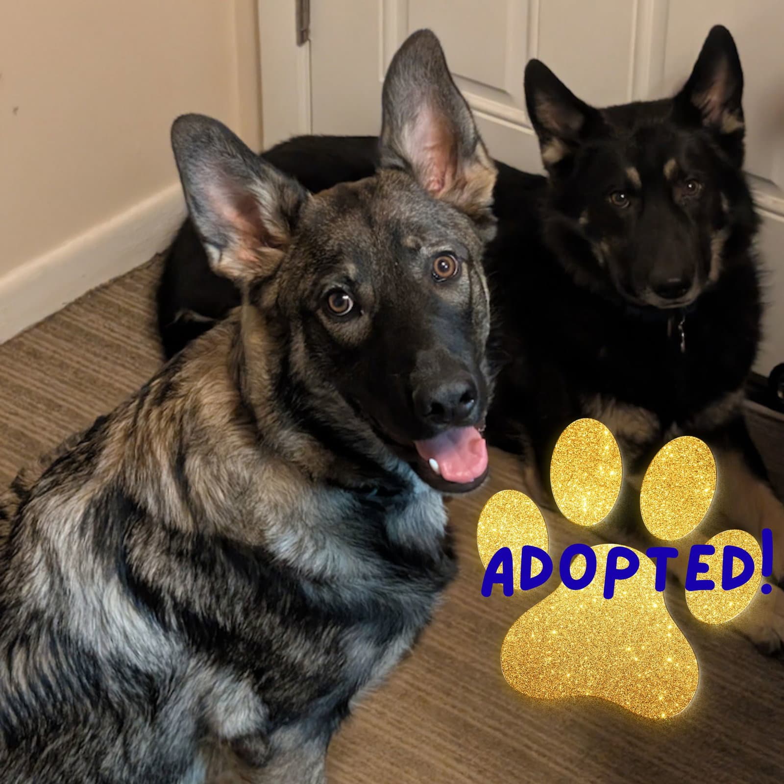 Osa - German Shepherd Dog
