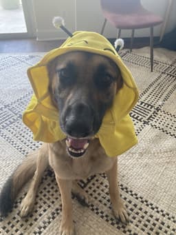 Aiko image 2