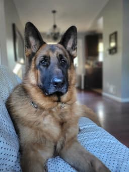Max image 1