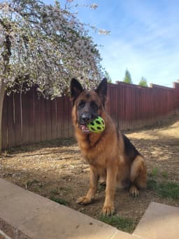 Max image 2