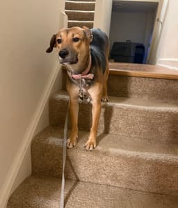 Cinnamon image 1