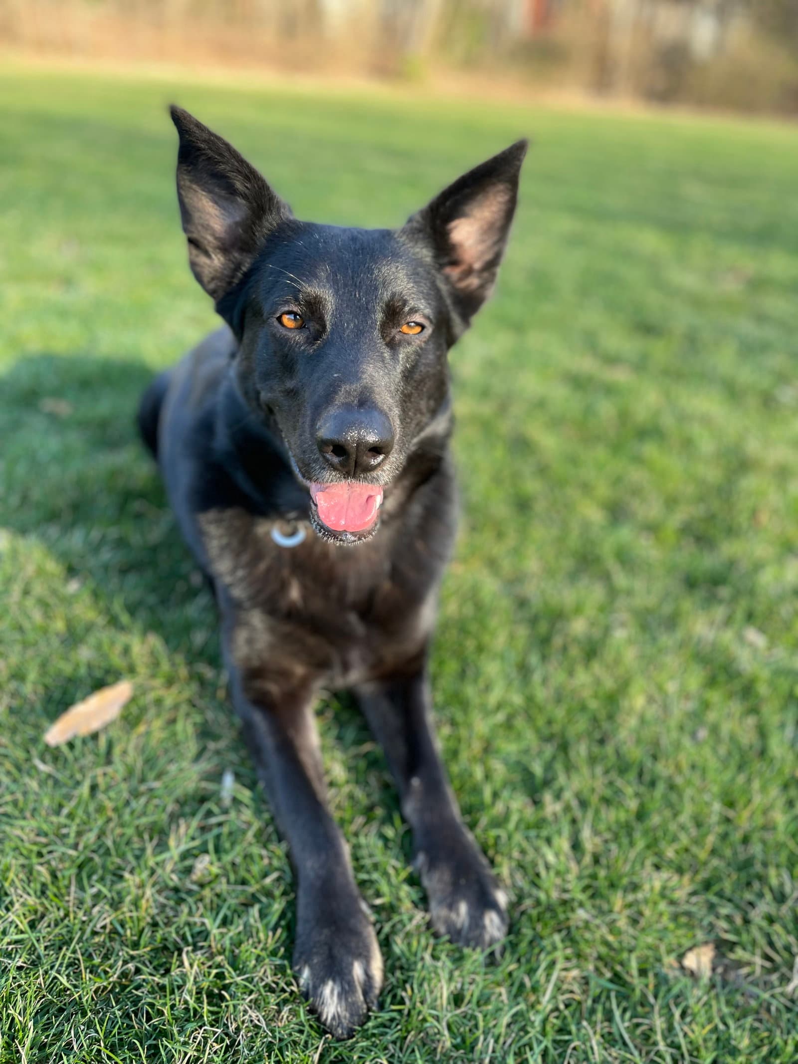 Scarlett - German Shepherd Dog