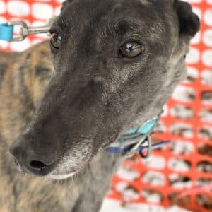 Raise The Wind - Greyhound