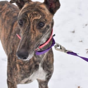 Superior Laila - Greyhound