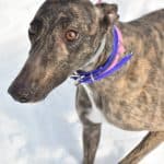 Packie image 1