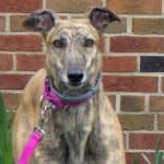 Amf Crying Gal - Greyhound