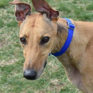 Chnge Gonna Come - Greyhound