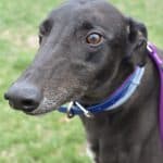 Big Booty Betty - Greyhound