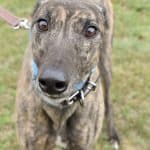 Wild Holly - Greyhound