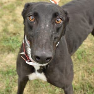 Ts Speedster - Greyhound