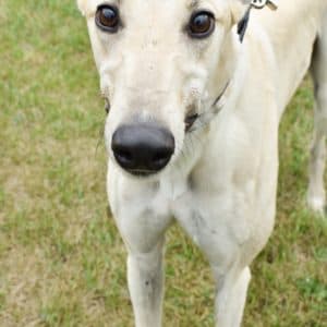 Five Point Oh - Greyhound