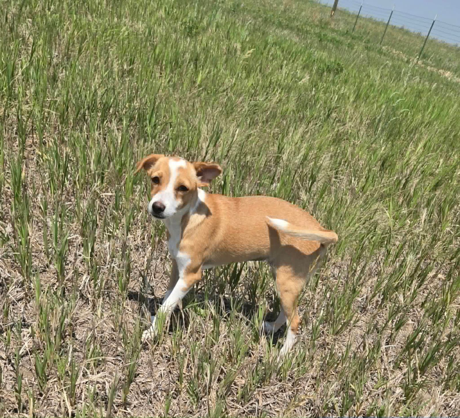 Moonshine - Chihuahua