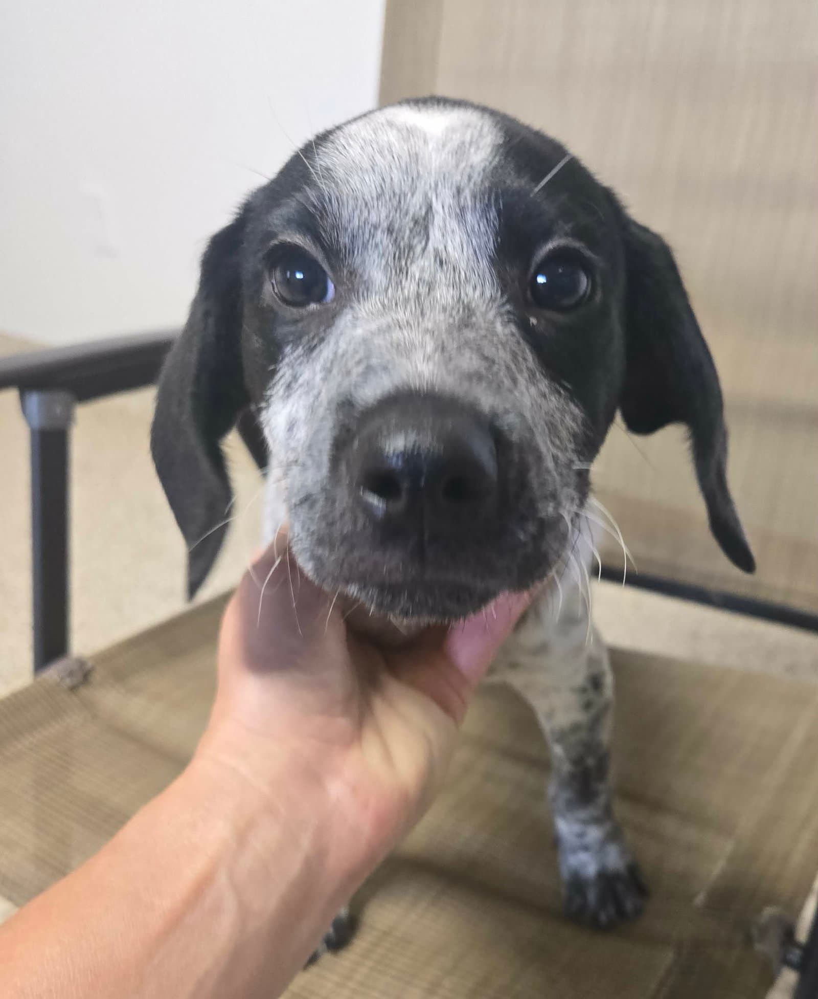 Garrett - Pointer