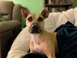 Polly image 1