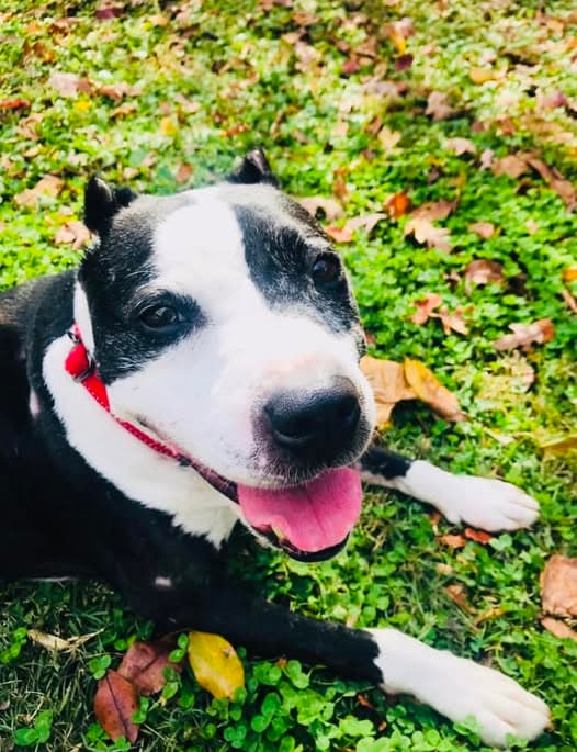 Trevor - American Staffordshire Terrier