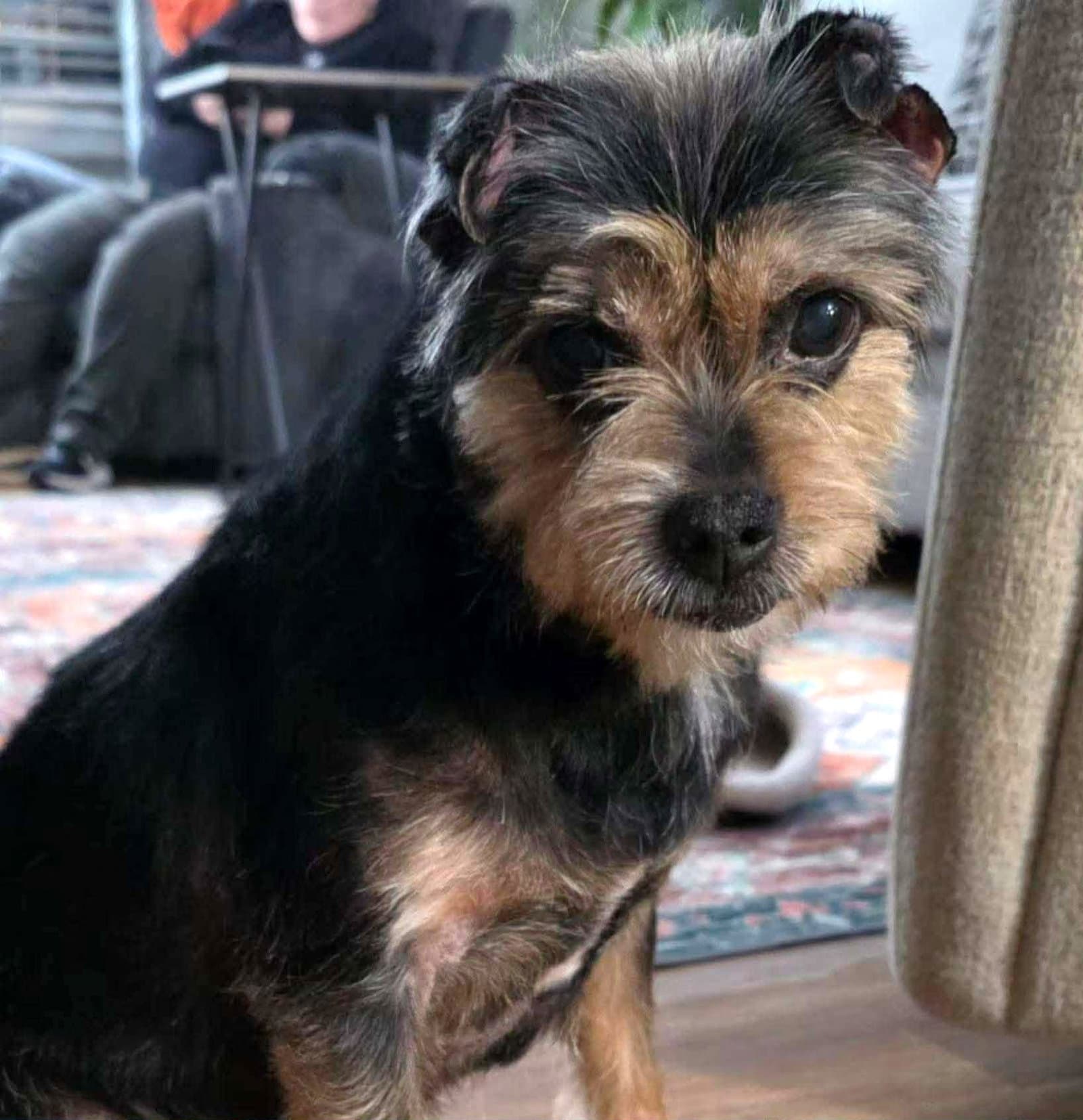 Lolli - Terrier