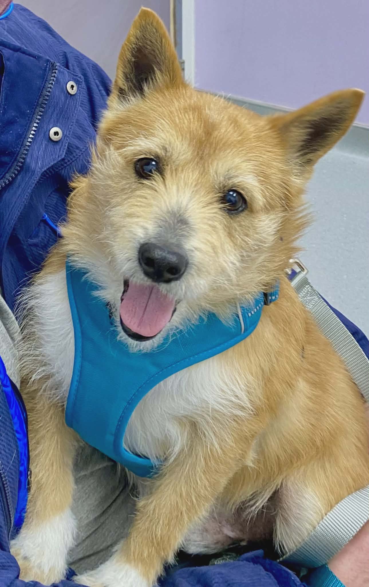 Jake - Norwich Terrier