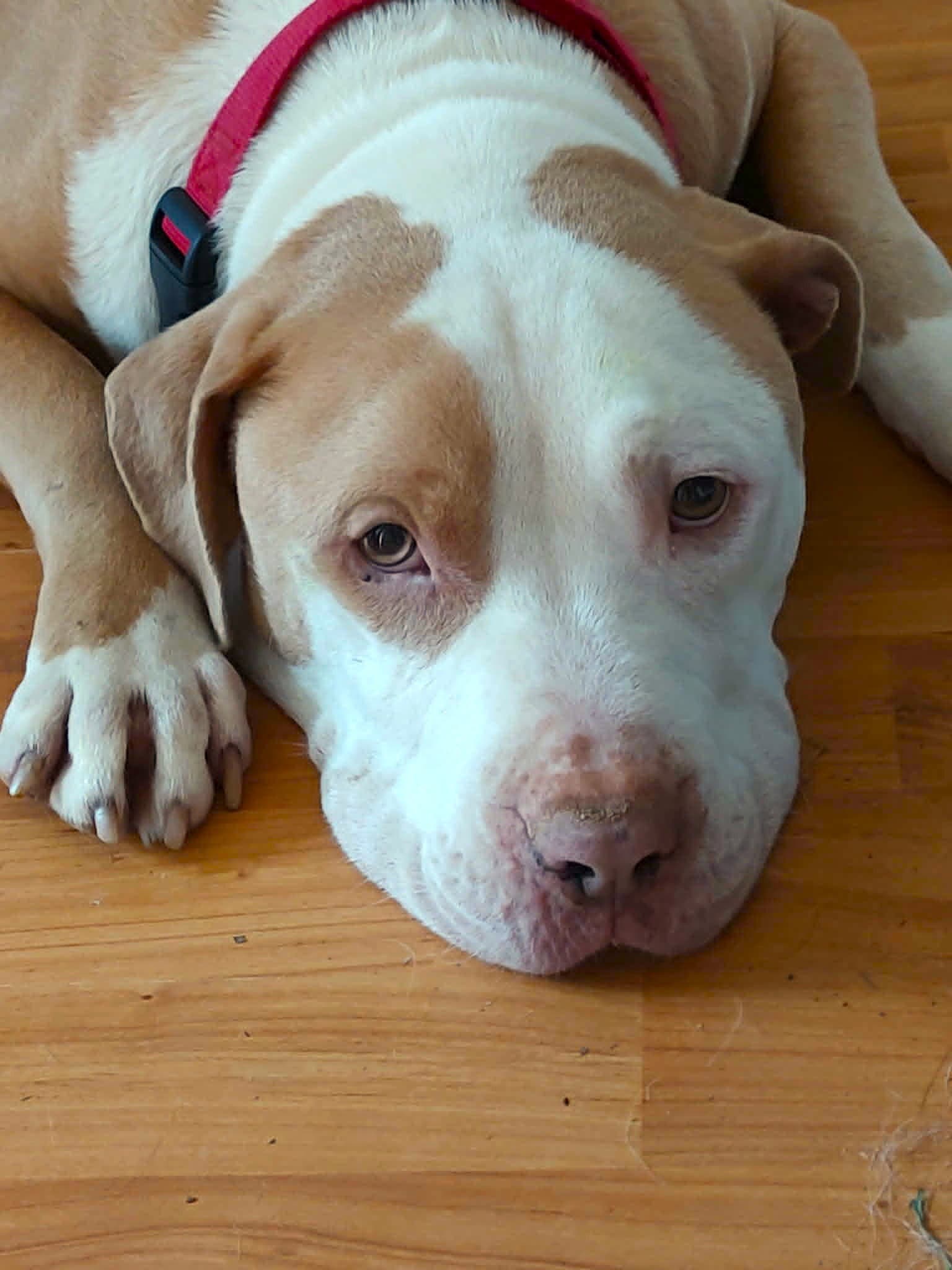 Teddy - Adopted - Bulldog