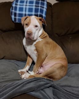 Teddy - Adopted image 2