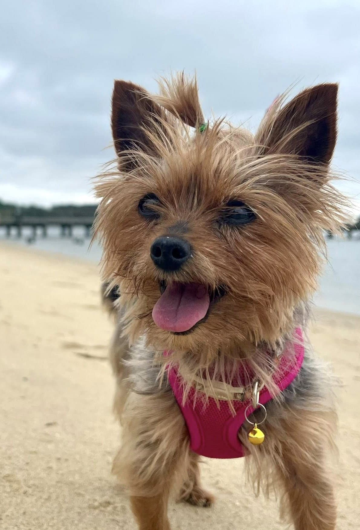 Penny - Yorkshire Terrier Yorkie