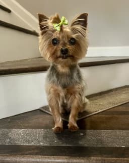 Penny image 2