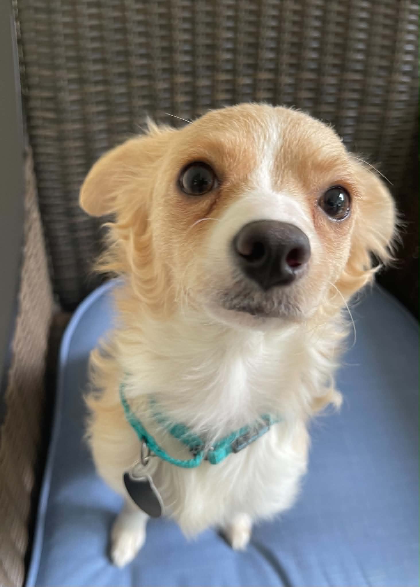 Madison - Chihuahua