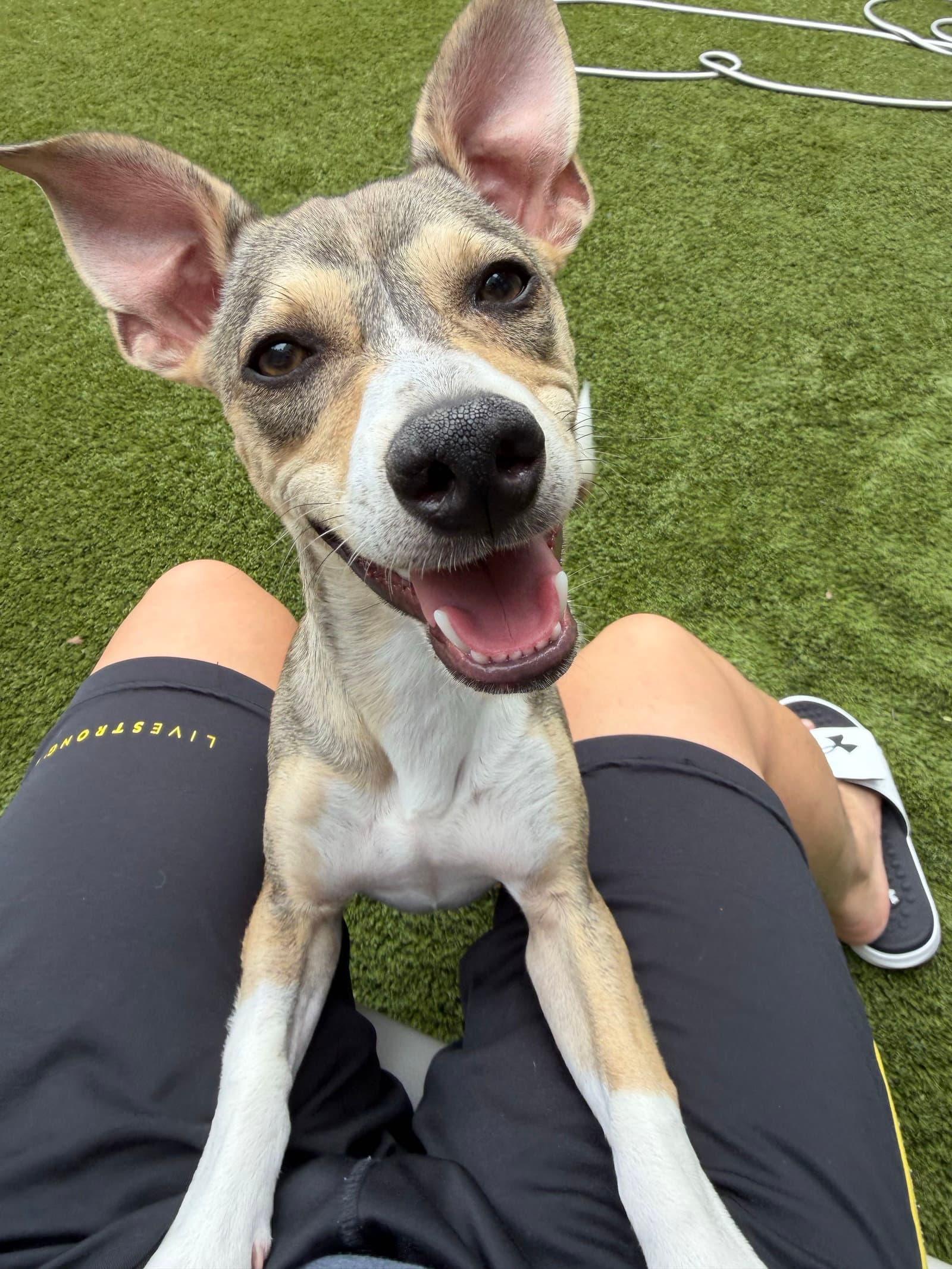 Wilson - Chihuahua