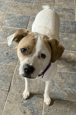 Buster image 2