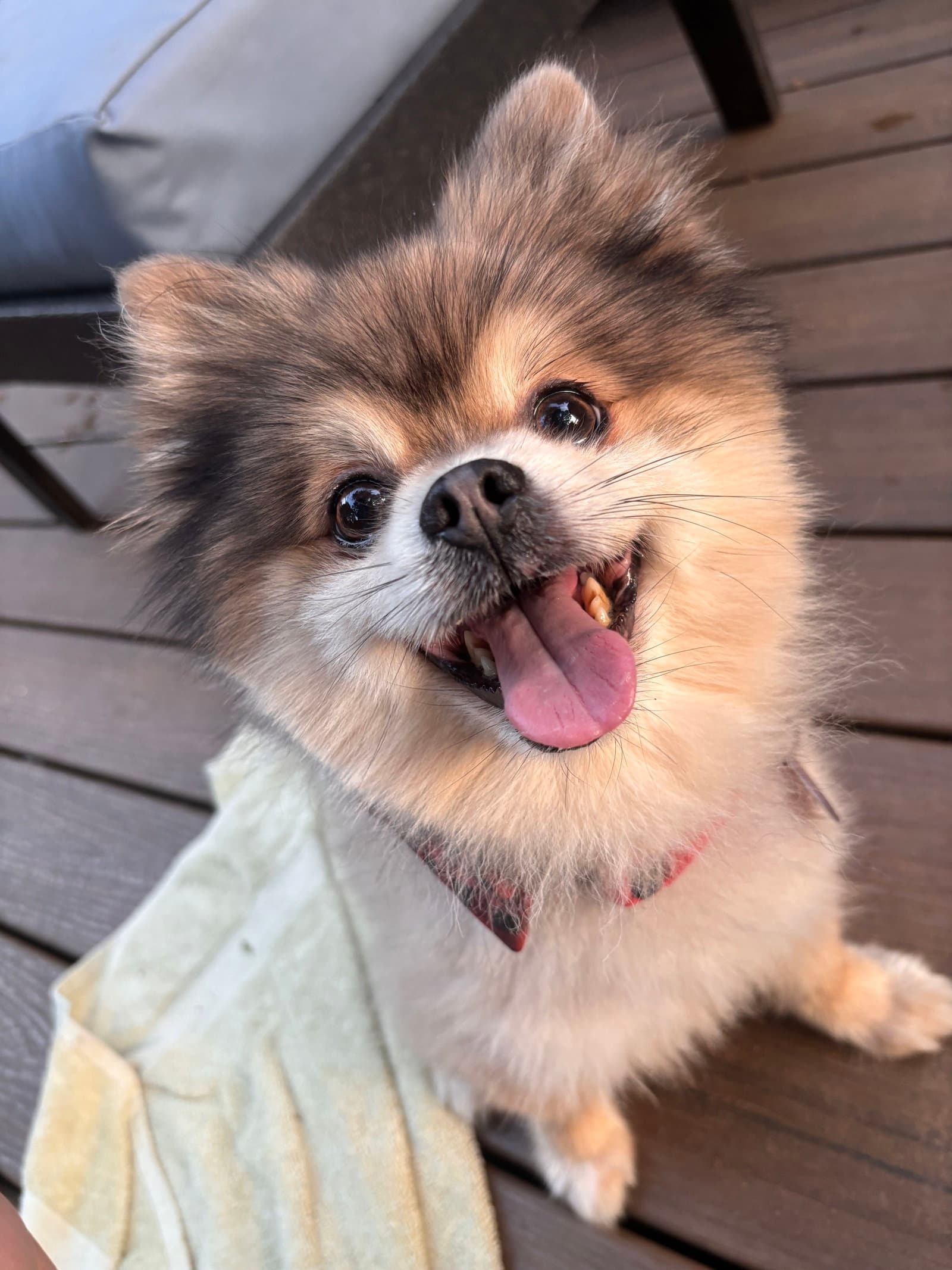Stewart - Pomeranian