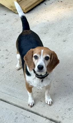 Lucy image 1