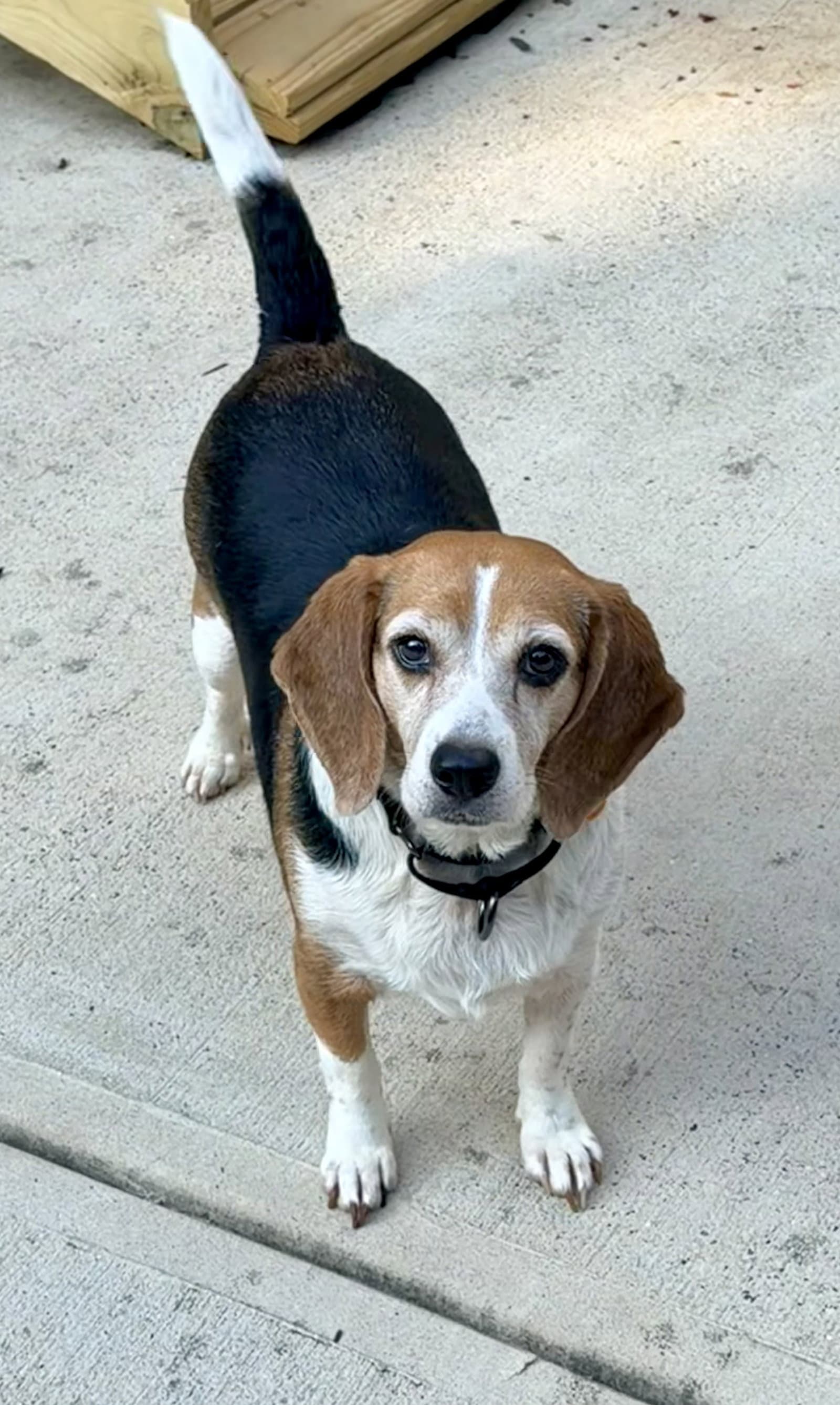 Lucy - Beagle