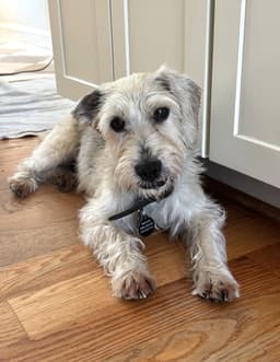 Murphy image 1