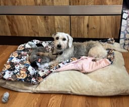 Murphy image 3