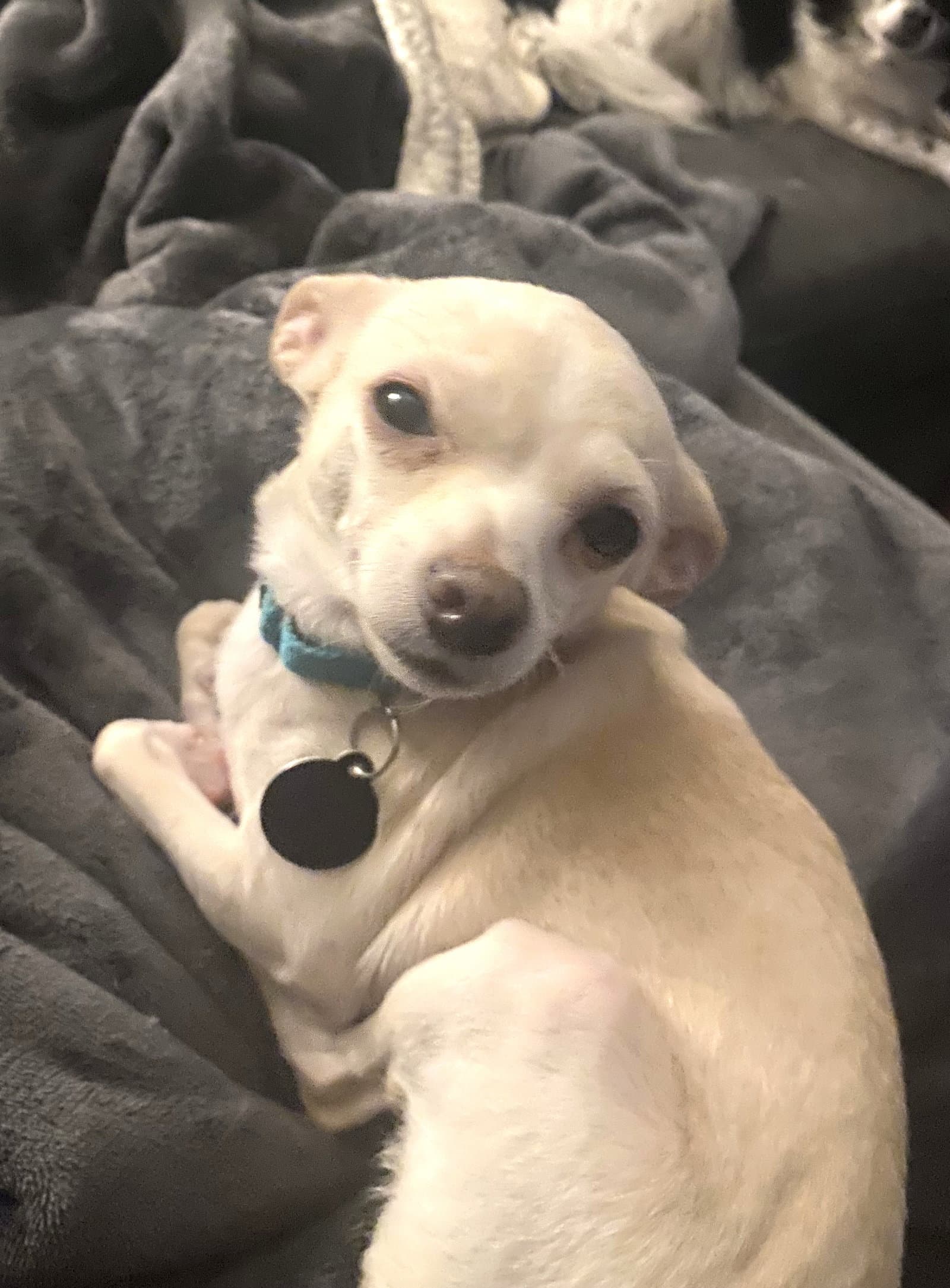 Tina - Chihuahua