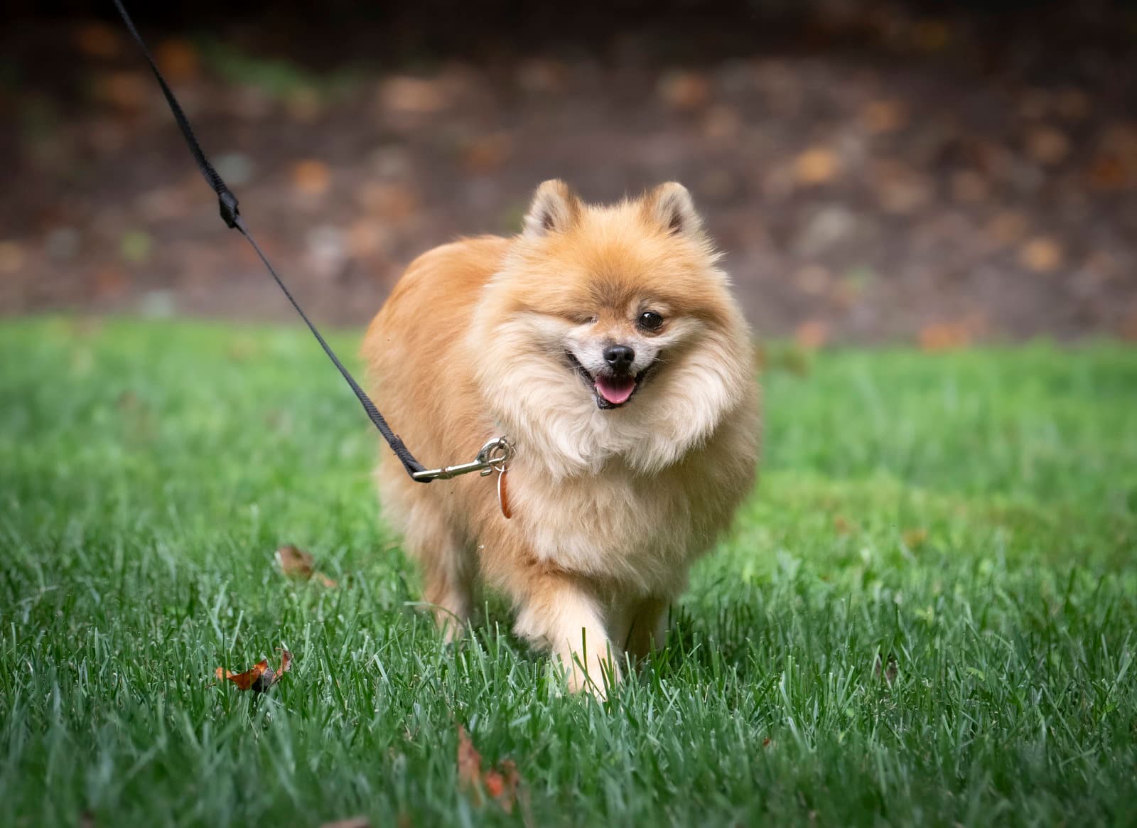 Davis - Pomeranian