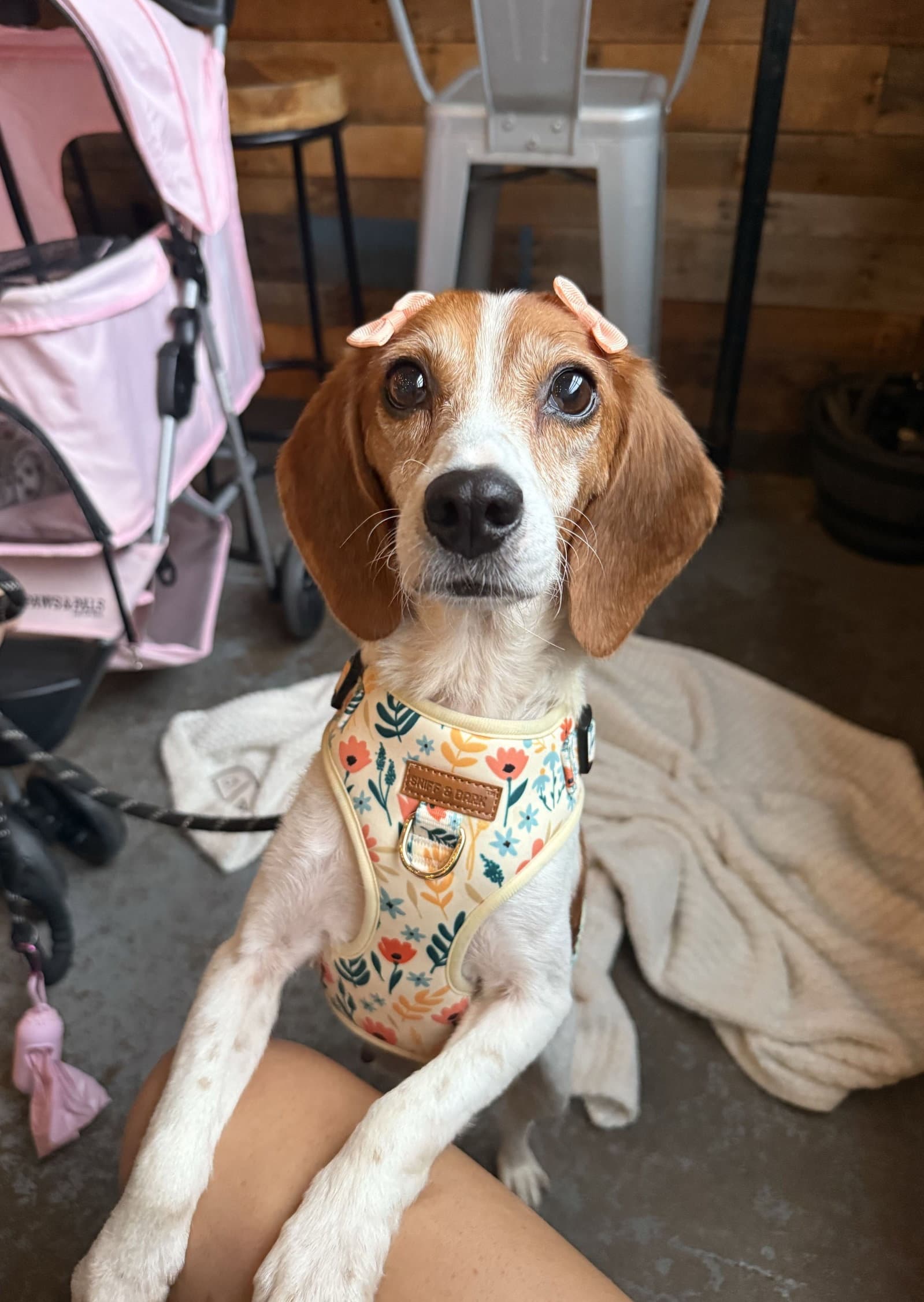 Harlow - Beagle