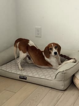 Harlow image 2