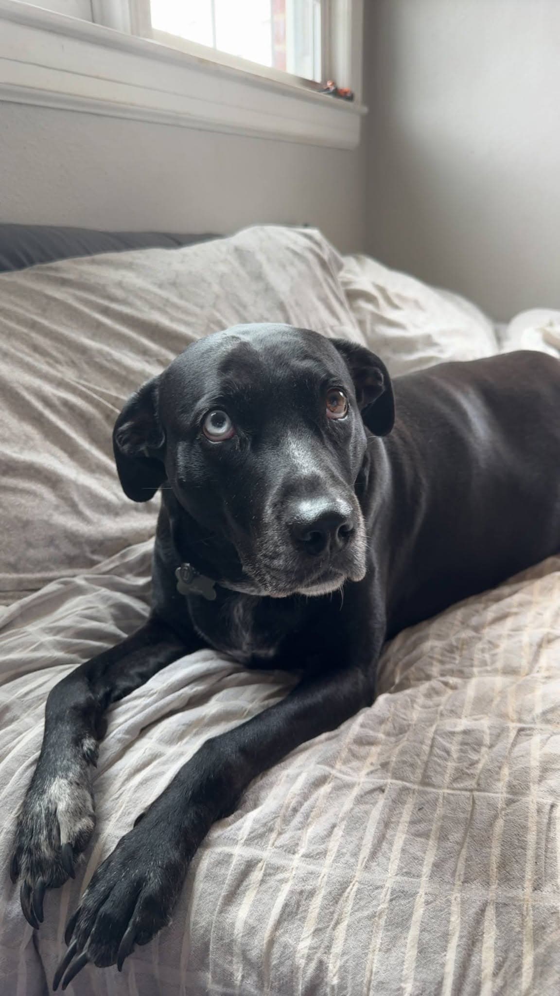 Mj - Black Labrador Retriever