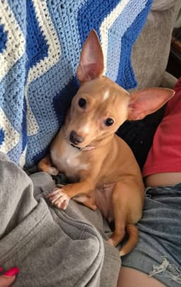 Ellie image 4