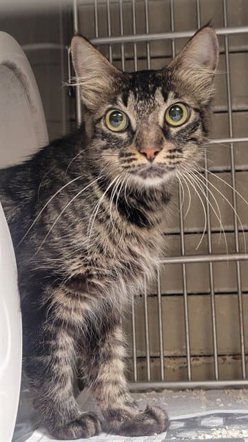 Lidia - Domestic Medium Hair