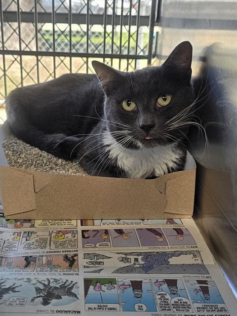 Fregon - Domestic Short Hair