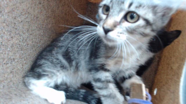 Phillip - Domestic Short Hair