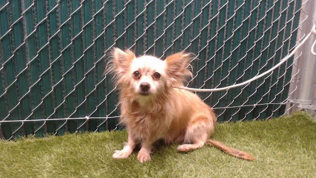 Alejandra - Chihuahua