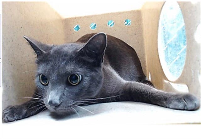 Shadow - Domestic Short Hair