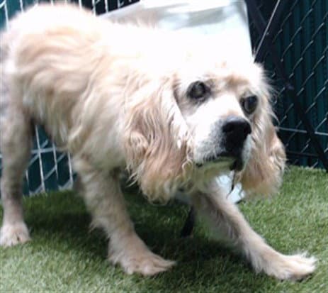 Snoopy - Cocker Spaniel