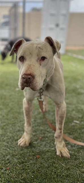 Simba - Pit Bull Terrier