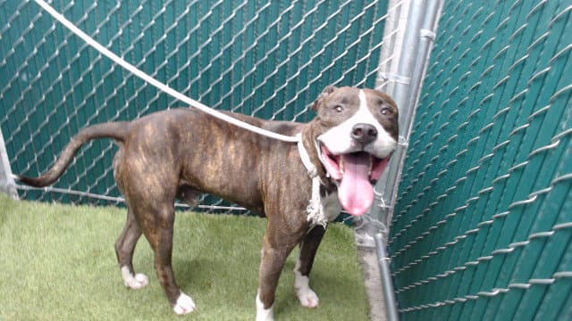 Benji - Pit Bull Terrier