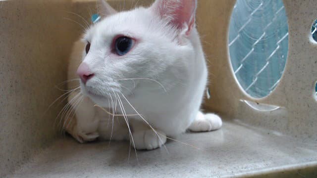Snow White - Domestic Short Hair